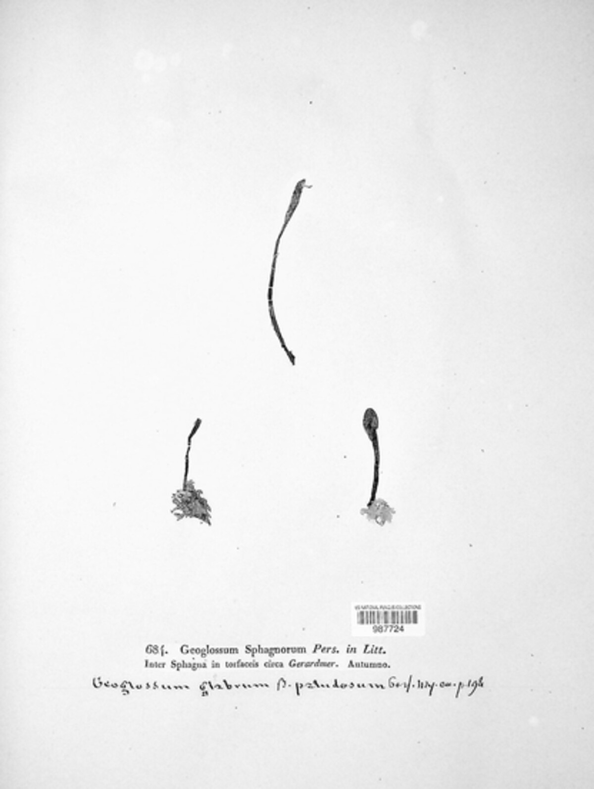 Geoglossum glabrum var. paludosum image